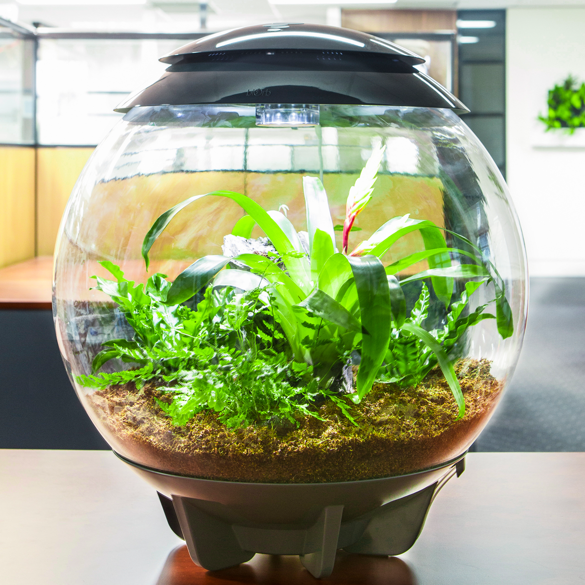 biorb air terrarium plants Ambius BiOrb Terrarium – Ambius Indoor Plants Australia