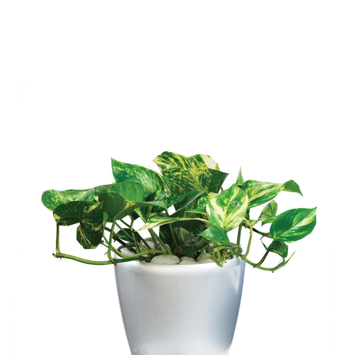 scindapsus aureus pothos Pothos