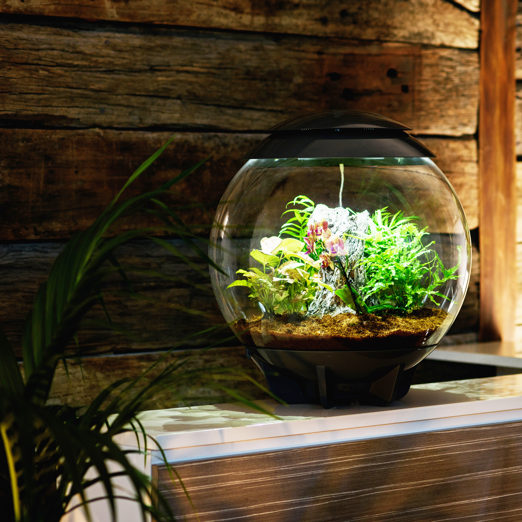 biorb plant terrarium Ambius BiOrb Terrarium – Ambius Indoor Plants Australia