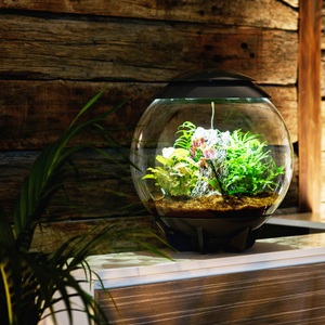 terrarium plants australia Ambius BiOrb Terrarium – Ambius Indoor Plants Australia