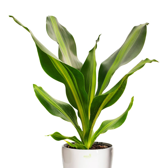 dracaena golden heart plant Golden Heart